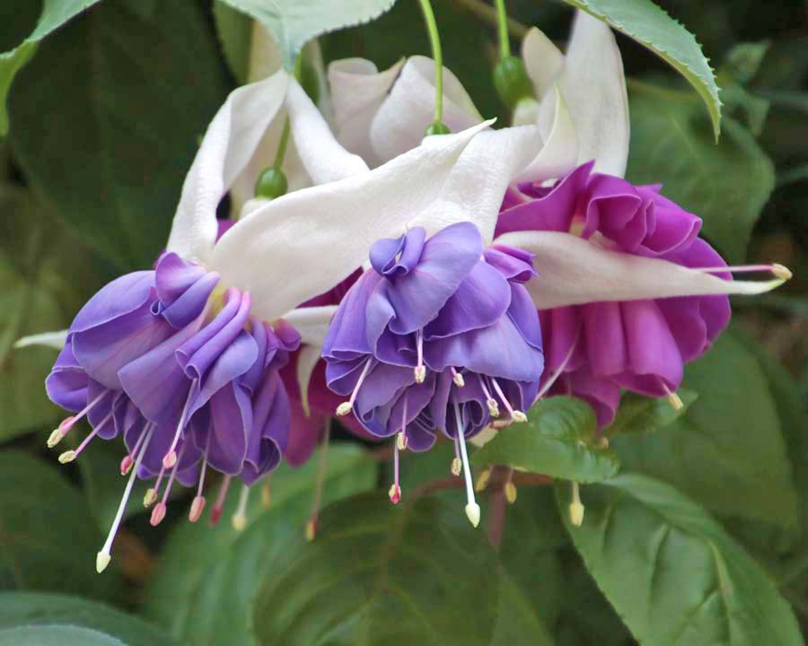 Gardens by the Bay - Singapore. Flower Dome - Fuchsia purple and white flowers