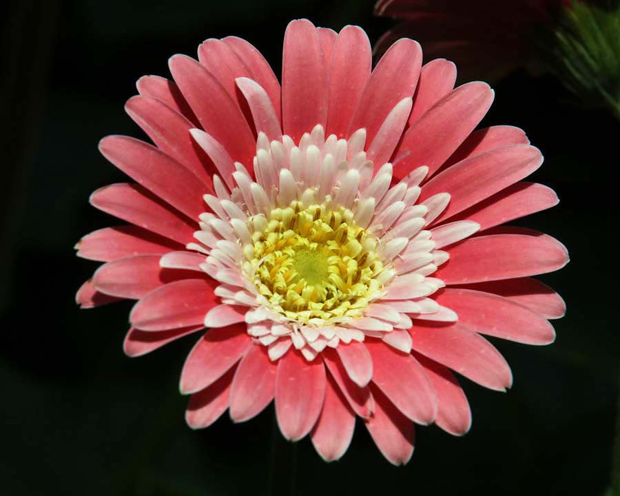 Gardens by the Bay - Singapore. Flower Dome South African Display. Gerbera