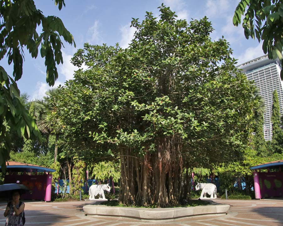Gardens by the Bay - Singapore. Heritage Gardens  Indian Garden with a huge Ficus benghalensis at its centre