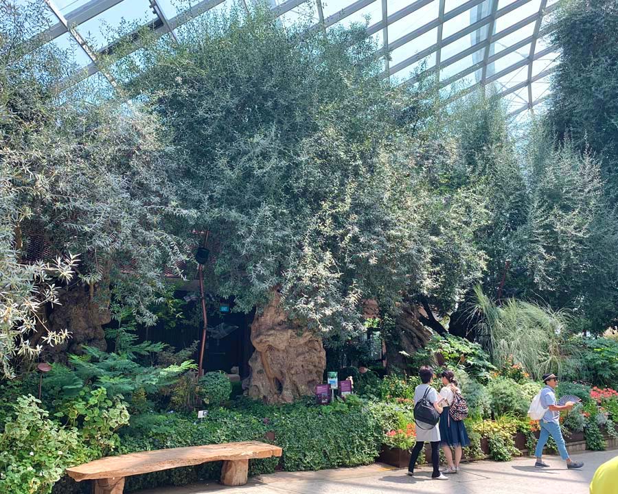 Gardens by the Bay - Singapore. Flower Dome Mediterranean Display. - mature Olive trees. Olea europeaea