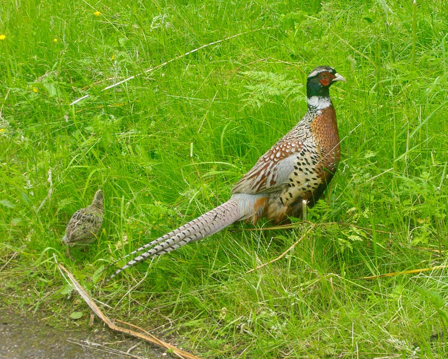 Pheasant and chick foraging in long grass in the Cherry Orchard - Alnwick Garden