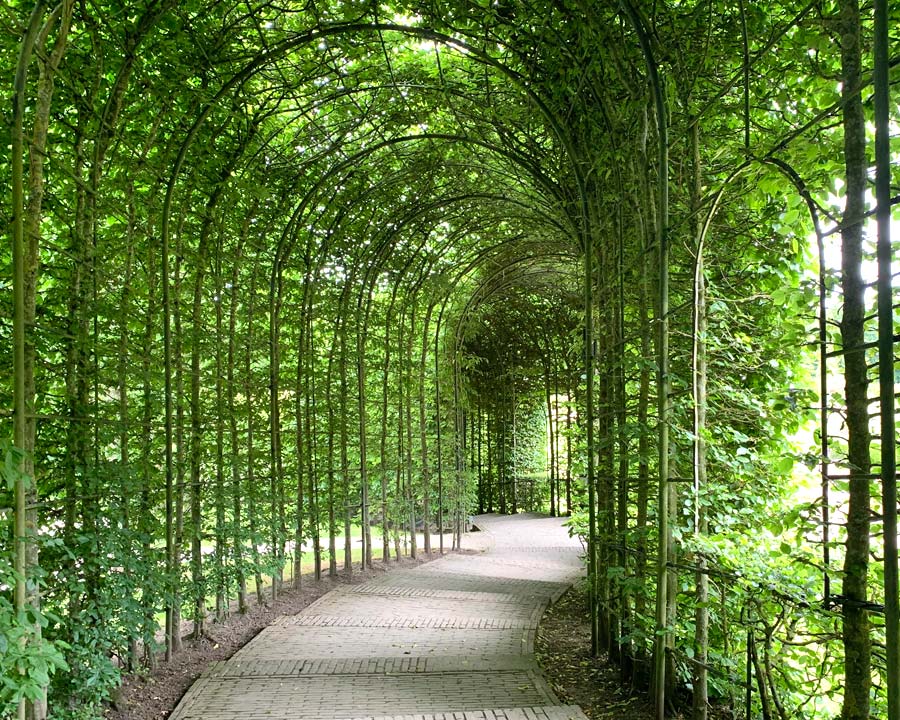 Hornbean Arch - Alnwick Garden