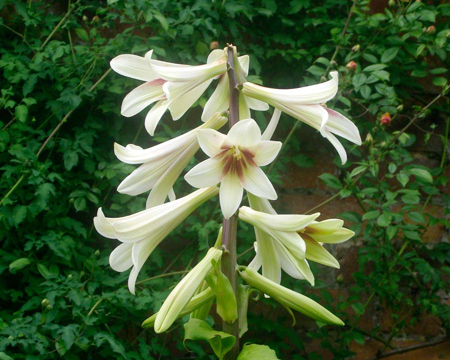 White trumpet flowers with burgundy throat on giant flower spikes Cardiocrinum giganteum The Ornamental Garden - Alnwick Garden