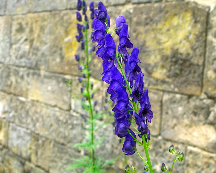 Common Monkshood Aconitum napellus - Poisoning effects from tingling of lips to vomiting and convulsions - Poison Garden Alnwick