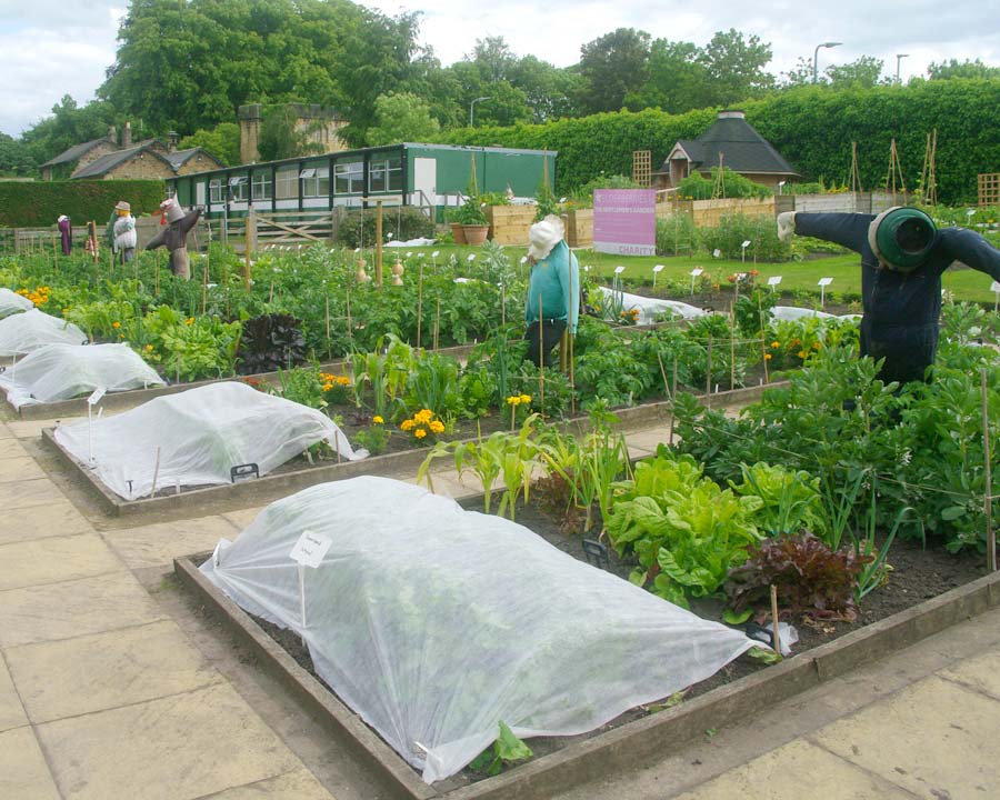 The Roots and Shoots Community garden - Activities for Children and people over 55 Alnwick Garden