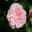 Gallica Rose 'Duchess de Buccleugh' The Rose Garden - Alnwick Garden