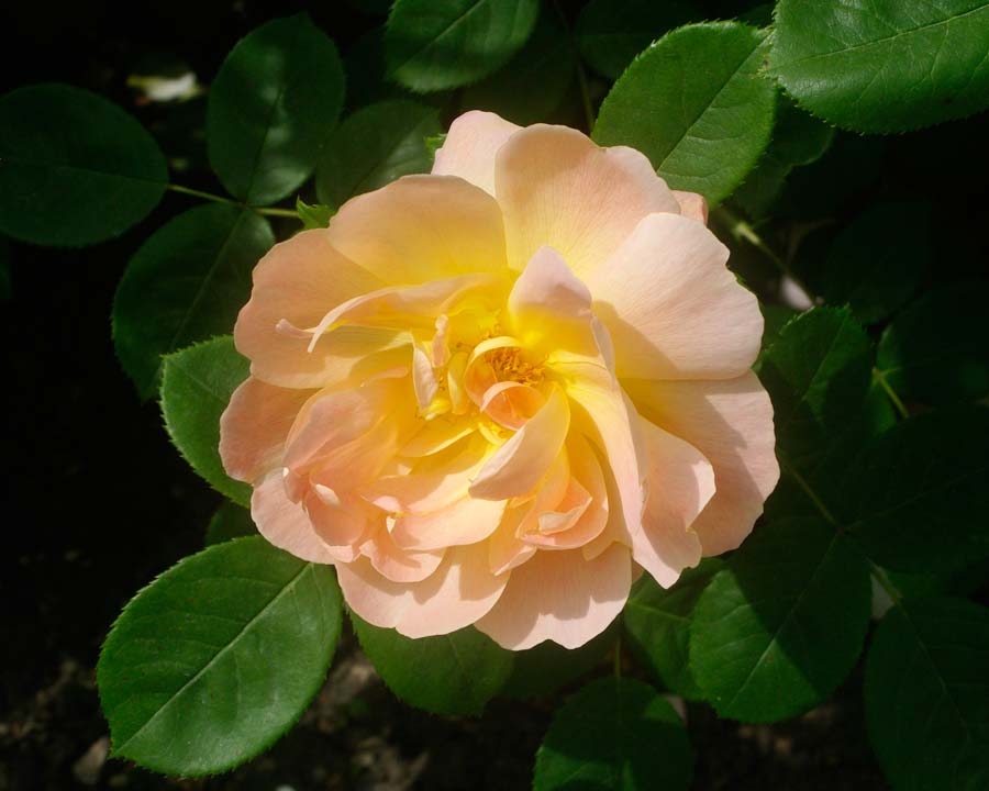 Rosa  'The Lark Ascending'   The Rose Garden - Alnwick Garden