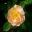 Rosa  'The Lark Ascending'   The Rose Garden - Alnwick Garden