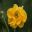 Geum 'Lady Stratheden' double yellow flowers - Alnwick Garden
