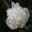Paeonia Duchess De Nemours - pure white Peony - Ornamental Garden Alnwick