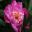 Paeonia lactiflora - deep pink hybrid - Alnwick Gardens