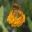 Primula Candelabra - whorls of orange yellow flowers - Alnwick Gardens