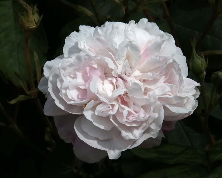 Rosa centifolia 'Fantin Latour' white bloom with pale pink flush, Rose Garden Alnwick