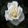 Rosa Hybrid Tea 'Diamond Days' White with yellow flush - Rose Garden Alnwick