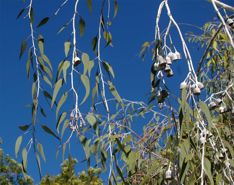Eucalyptus caesia  subsp. magna 'Silver Princess' photo taken in  - Kings Park, Perth