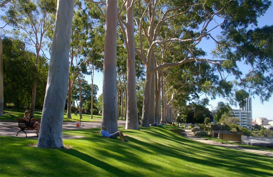 Lawns sloping away from Fraser Avenue offer a shady place to rest and enjoy views of the city and Swan River - Kings Park, Perth
