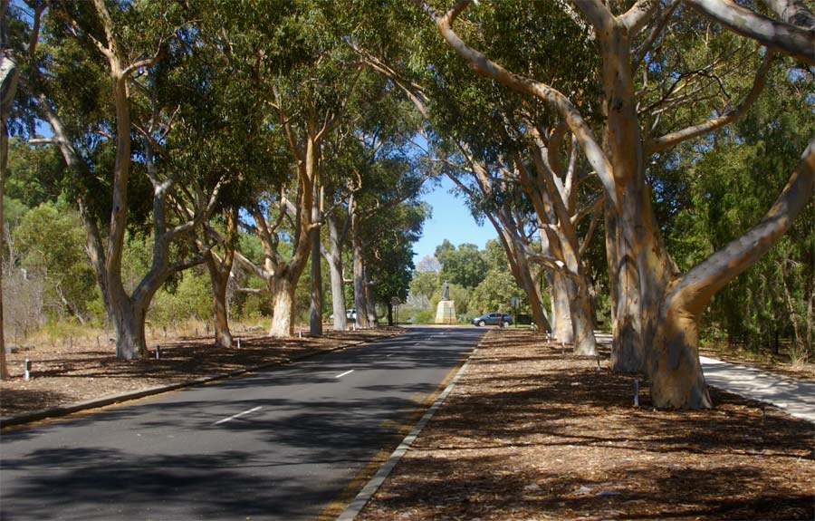 Lovekin Drive, Kings Park, Perth is one of three Honour Avenues. 300 Eucalyptus cladocalyx (sugar gums) honour the fallen of WW1 & WW2.