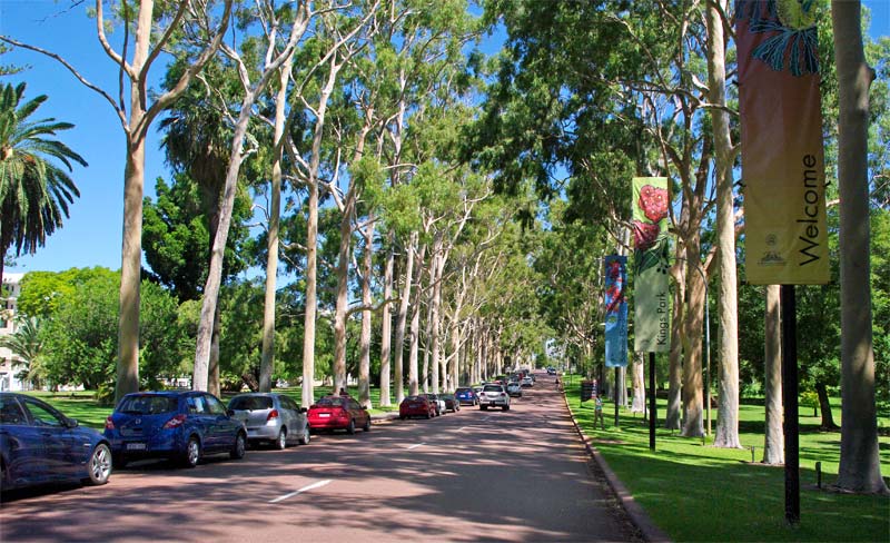 Entrance avenue to Kings Park lined with a spectacular collection of Corymbia citriodora trees planted in 1938