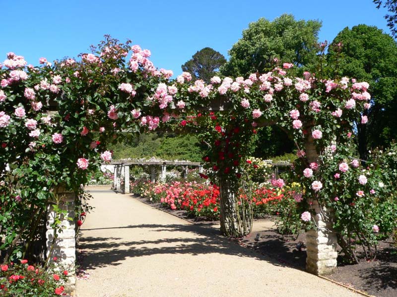 NZ is well known for its love of roses. - photo supplied by Dunedin Botanic Garden