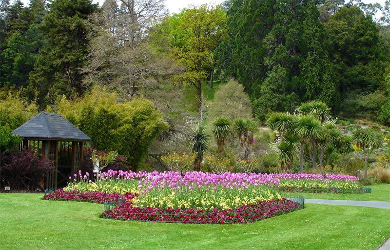 Excellent in springtime - photo supplied by Dunedin Botanic Garden