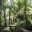 Remnant Rainforest - Blue Mountains Botanic Garden Mount Tomah