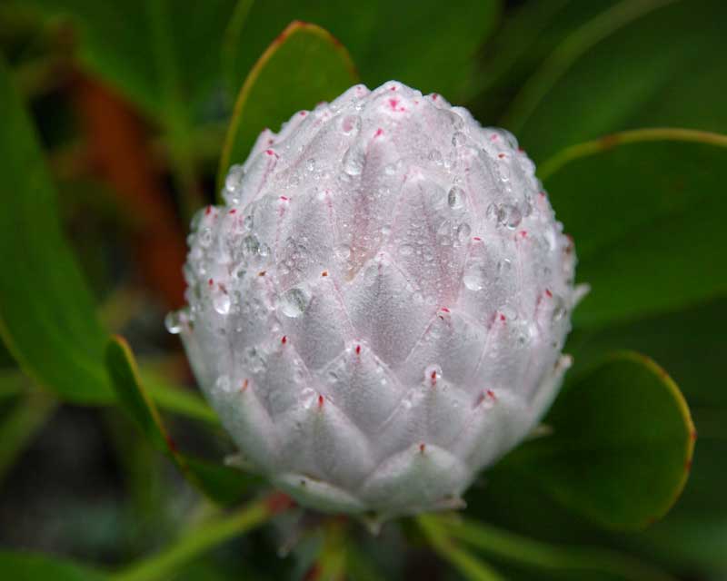 An excellent collection of proteas and other African plants Blue Mountains Botanic Garden Mount Tomah