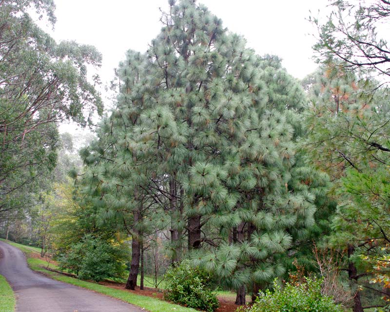 Pinus engelmannii - Blue Mountains Botanic Garden Mount Tomah