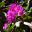 Rhododendron vernicosum - Blue Mountains Botanic Garden Mount Tomah