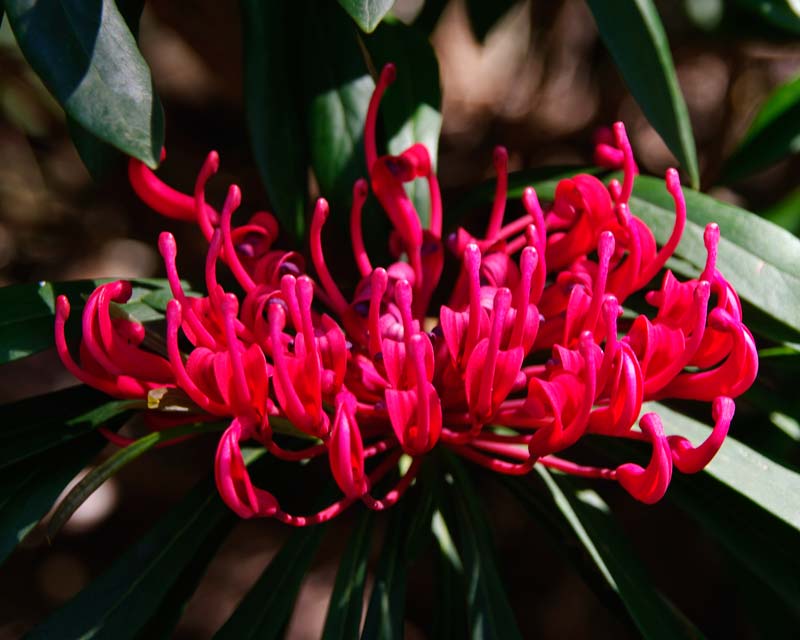 Red spider like flower of Telopea mongaensis - Blue Mountains Botanic Garden Mount Tomah
