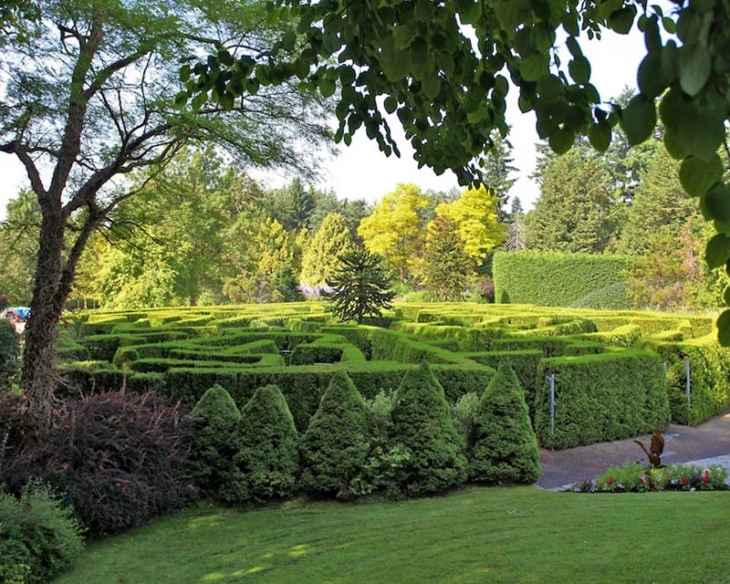 The maze- supplied by VanDusen Garden - photographer Raymond Chan