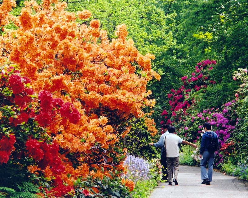 Rhododendron walk - supplied by VanDusen Garden photographer Nancy Wong