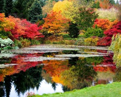 Wild autumn colour - supplied by VanDusen - photographer Raymond Chan