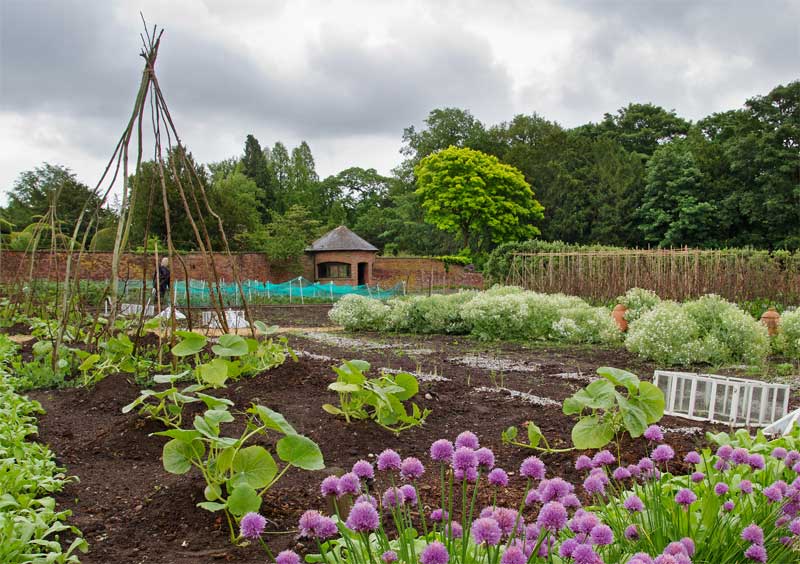 Some fine vegetable crops - photos supplied by Tatton Park