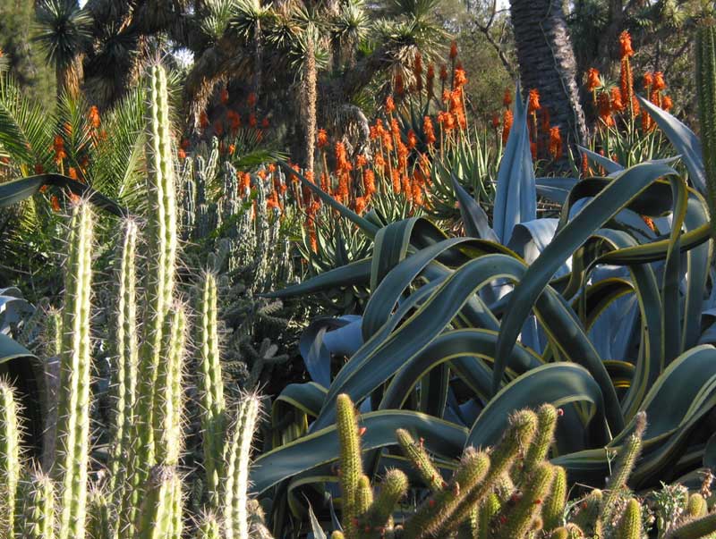 Desert Garden -  featuring many Aloe species