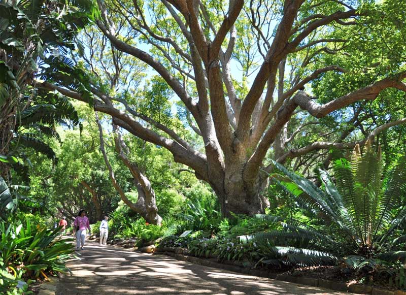 . . and some lovely shady walks - Photographer:  Alice Notten, Kirstenbosch NBG