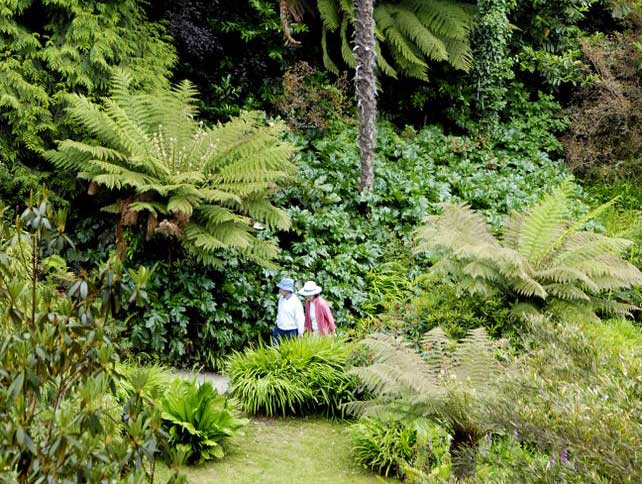Giant ferns - photo supplied by Trebah Gardens