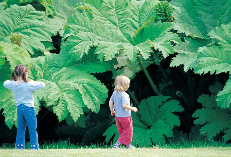 When you are little the Giant Gunnera seem even larger - photo supplied by Trebah Gardens