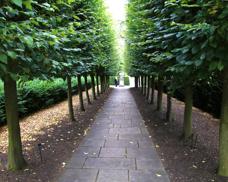 A walk amongst the Beeches, Kew Gardens