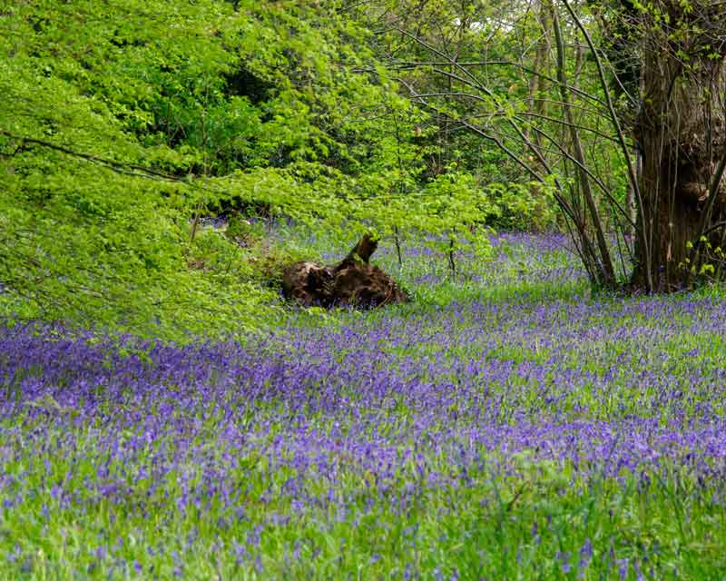 In May the woodland floor is covered with bluebells - Kew Gardens