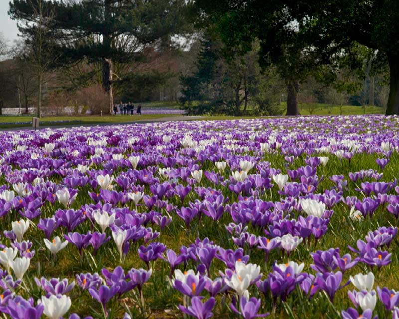 Crocuses in spring - or more accurately Croci being the plural term - photos supplied by RBG Kew