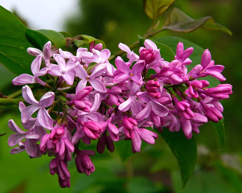 During summer the lilacs are in flower, Kew Gardens have an amazing selection of these in so many different shades.