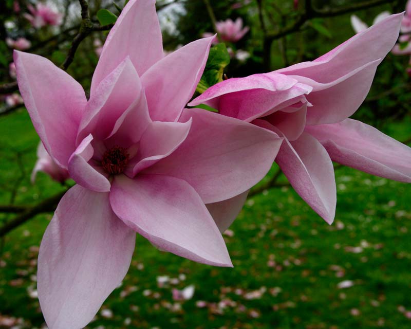 Spring is also time for Magnolia, and Kew Gardens has many wonderful species.  Magnolia Star Wars