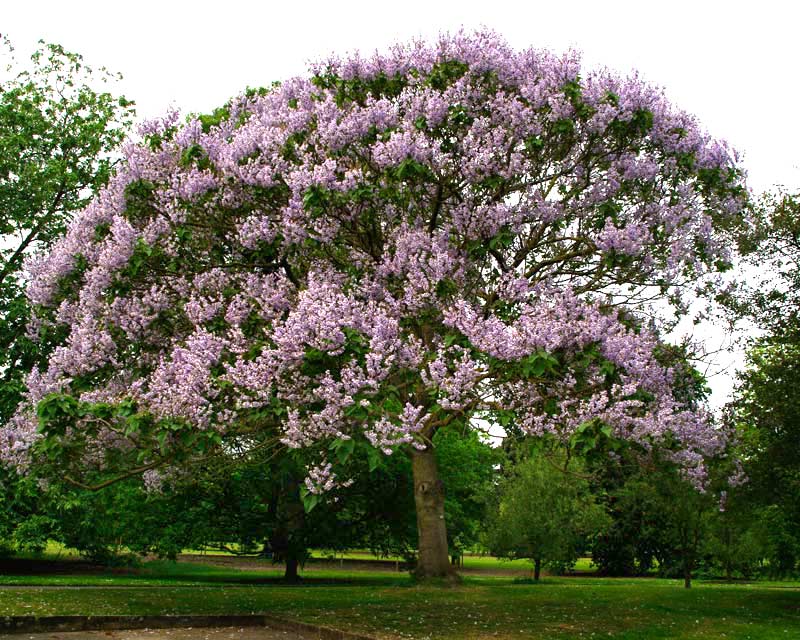 Late spring and early summer Paulownia kawakamii is covered with mauve flowers.