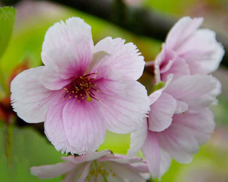 The blossom of Prunus Matsumae Mathihurzak, photo taken in Kew Gardens