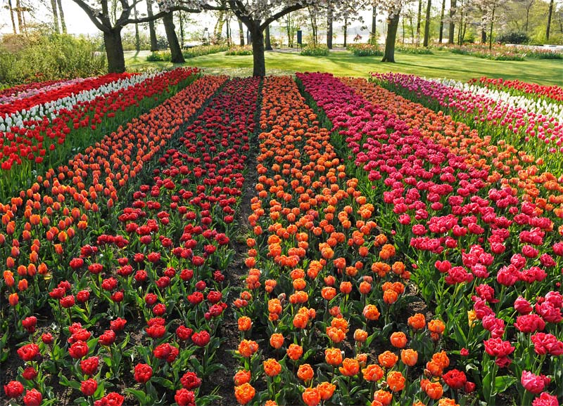 Tulips, tulips, tulips...... - photos supplied by Keukenhof