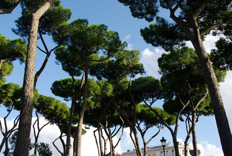 The famed Roman Pines (Pinus pinea) or umbrella pines are seen at their very best in the Borghese Gardens