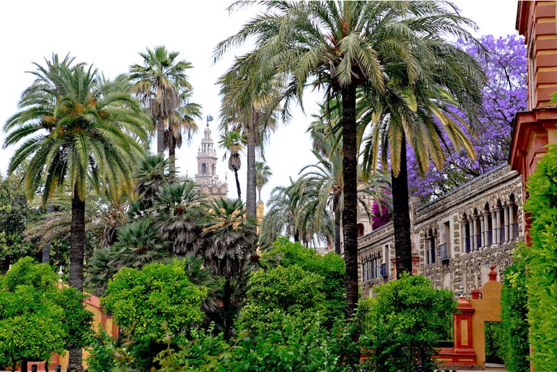 Grand Palms and vibrant Jacarandas- photos supplied by Turismo de Sevilla/Sevilla Tourism