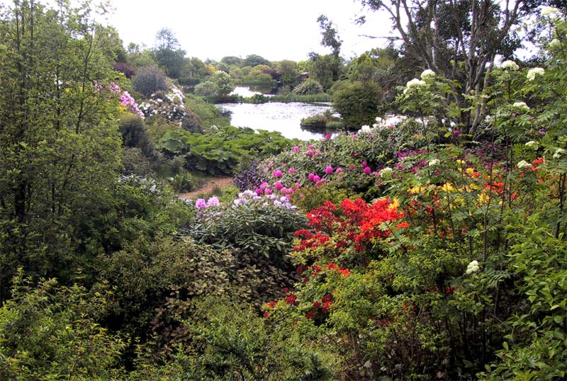 Rhododenrons galore in season - photos supplied by Glenwhan Gardens