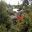 Rhododenrons galore in season - photos supplied by Glenwhan Gardens