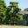 Ritsurin Gardens - Japanese Black Pine